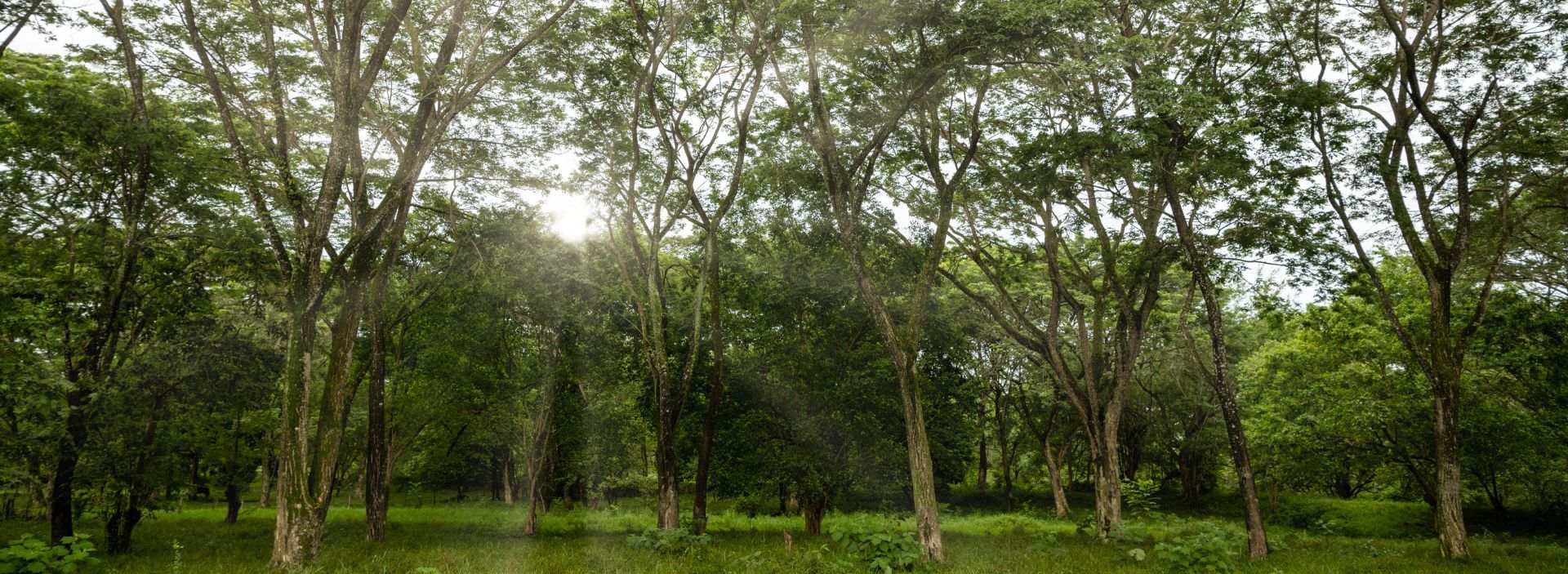 Corantioquia autoriza aprovechamiento forestal a Ocensa