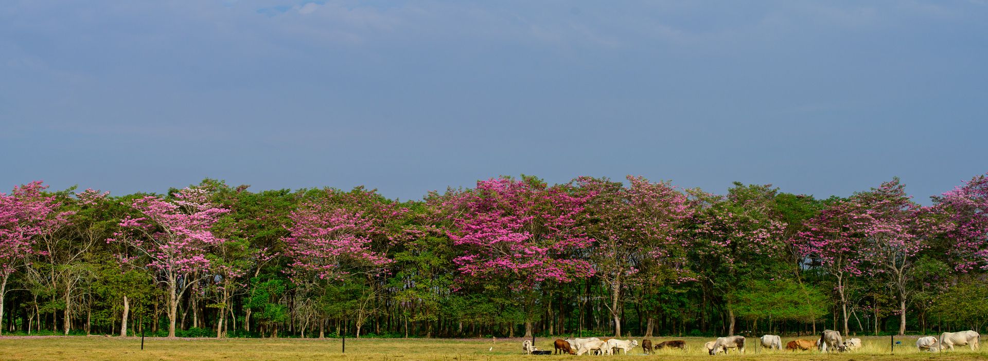 Grupo Ecopetrol redujo emisiones de CO2 equivalentes a 197 días sin carro en Bogotá