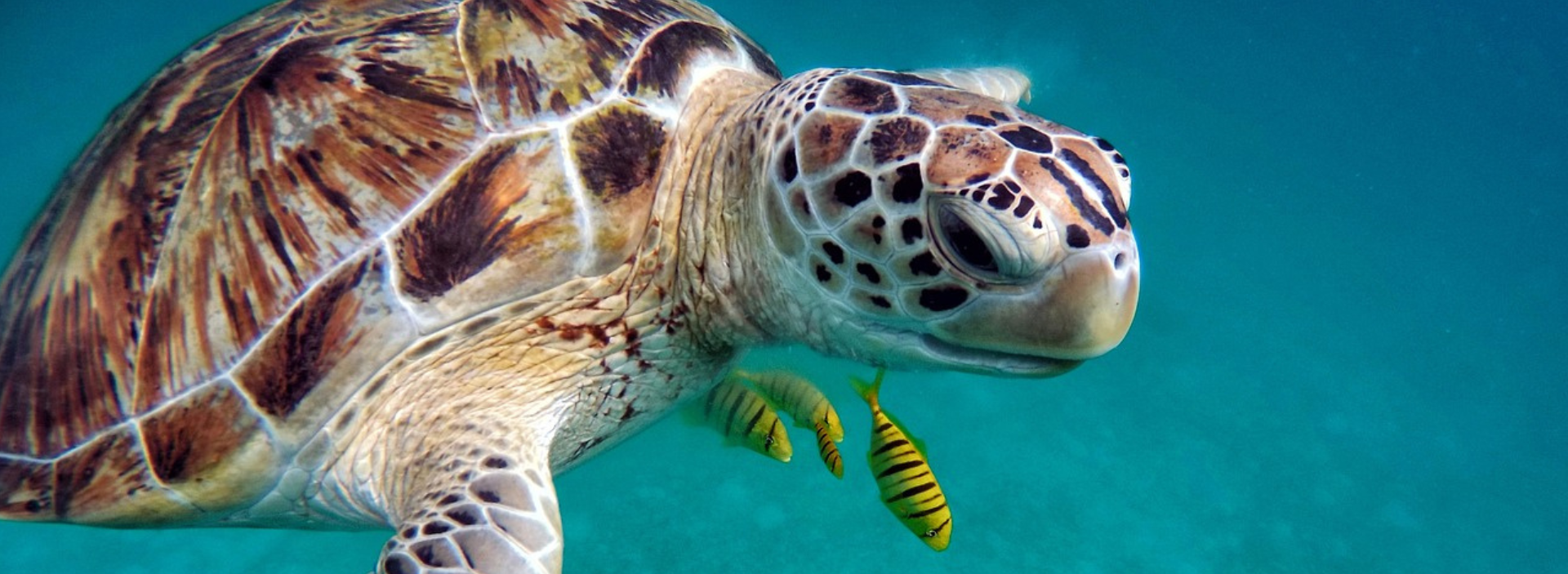 Construyendo un futuro sostenible protegiendo la biodiversidad y las comunidades