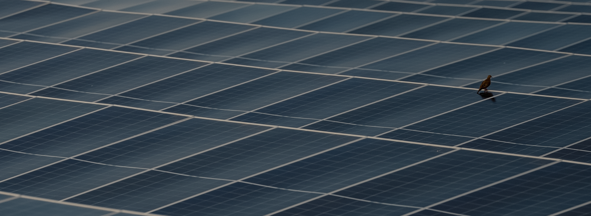 Foro Económico Mundial resalta la labor de Colombia hacia una transición energética justa