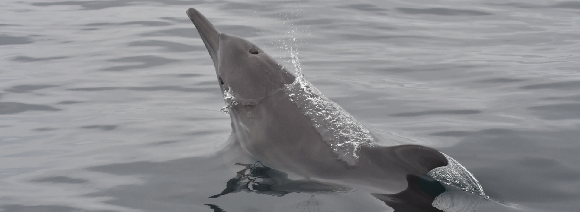 Delfines y ballenas, los centinelas de la vida marina