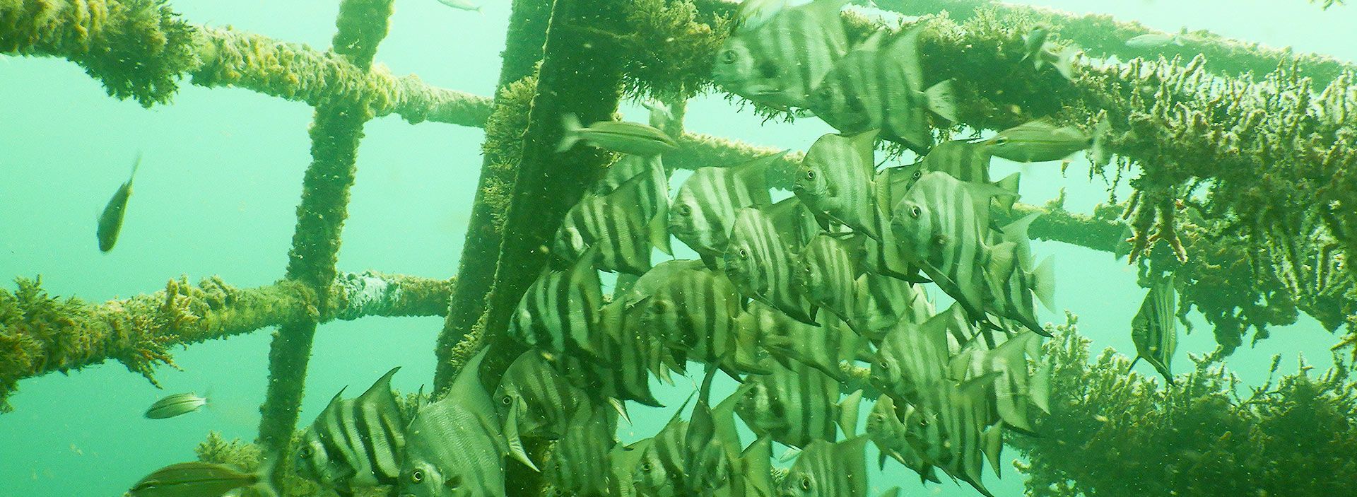 La naturaleza se adueñó de la TLU-2