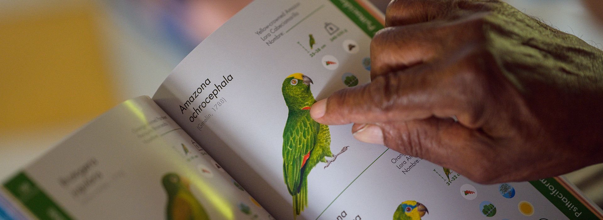 Medioambiente y comunidad beneficiados con el convenio Ocensa y Fundación Omacha en el golfo de Morrosquillo