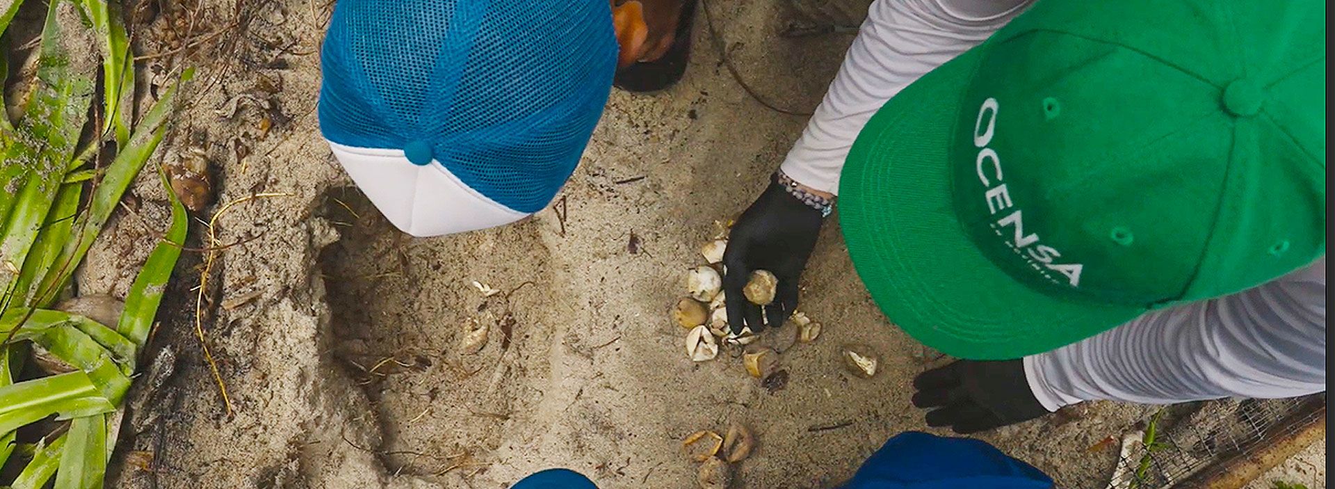 Una alianza por la conservación de las tortugas marinas en las playas de San Onofre