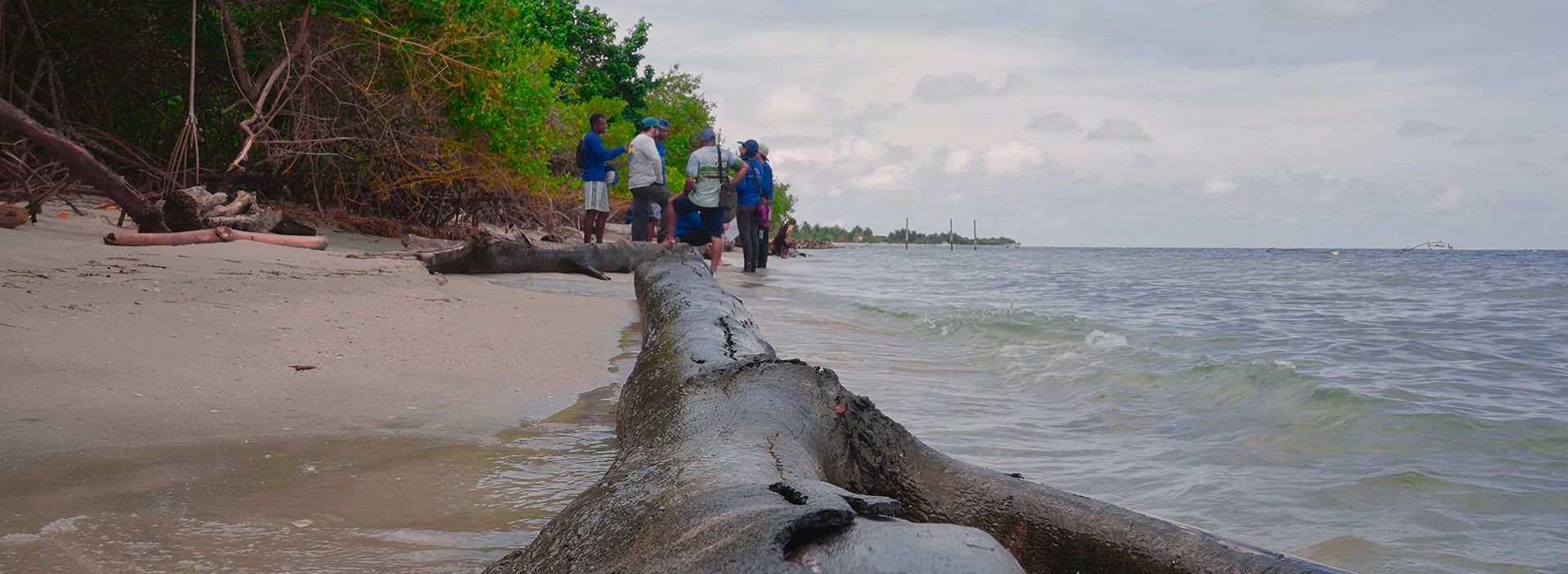 Salvando las tortugas de Rincón del Mar y Berrugas, en Sucre