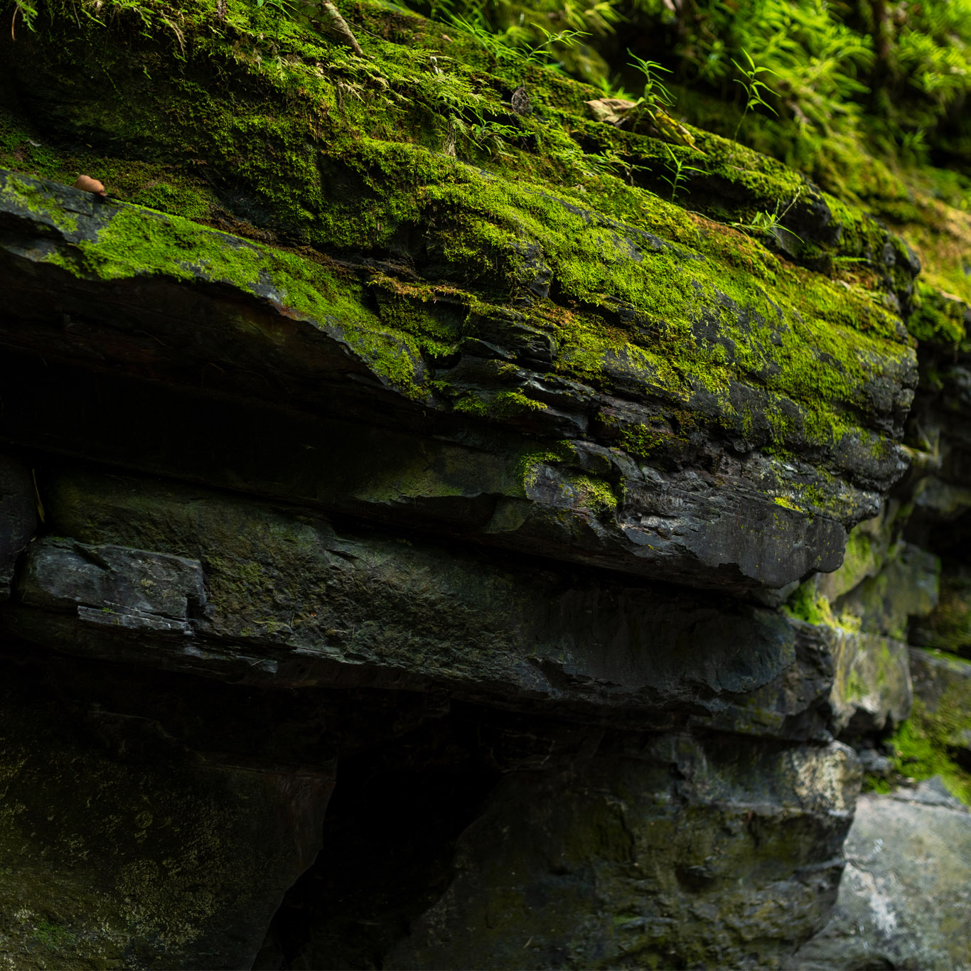 Cuidado del medio ambiente