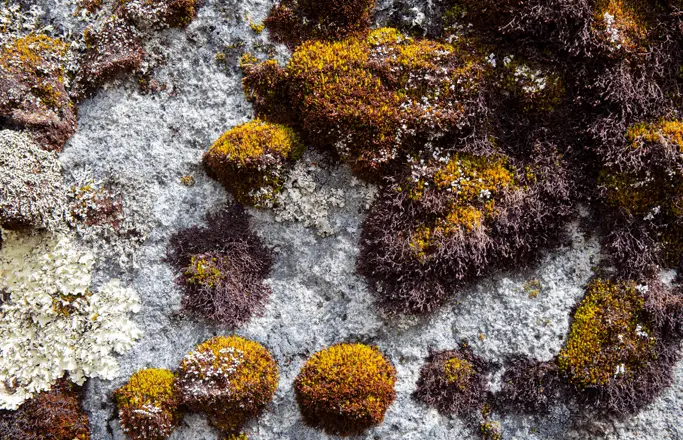 Santuario de Fauna y Flora Iguaque