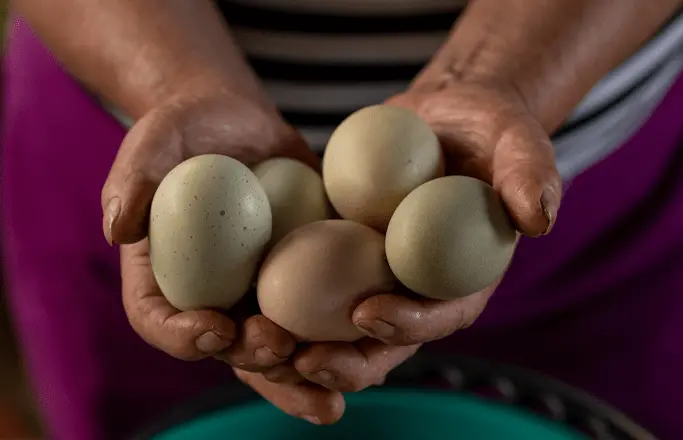 Municipio Miraflores