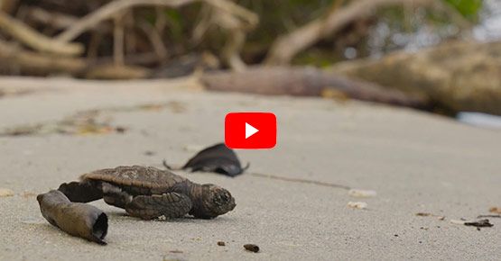 Salvando tortugas en el Golfo de Morrosquillo