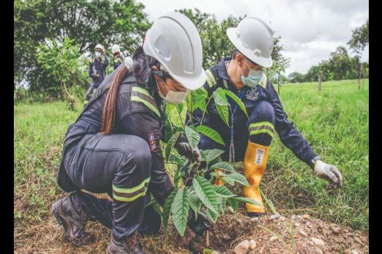 C-Siembra, el programa con el que Cenit sembrará 1,6 millones de árboles