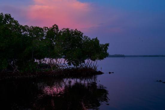 Creciendo y recuperándose: así están los manglares de la bahía de Cispatá