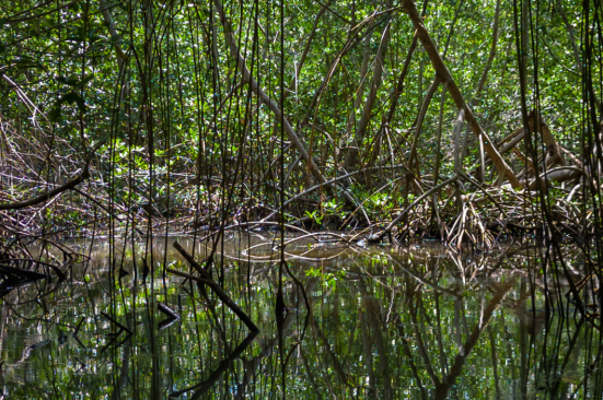 La satisfacción de recuperar un manglar