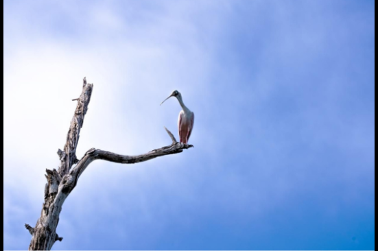 Ocensa identifica especies de aves en el Golfo de Morrosquillo