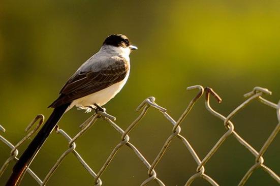 COMUNICADO | Normalizada la operación de Ocensa en Cusiana