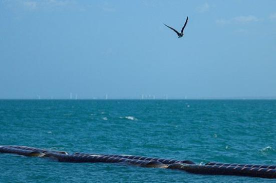Golfo de Morrosquillo: Un esfuerzo conjunto por proteger la biodiversidad