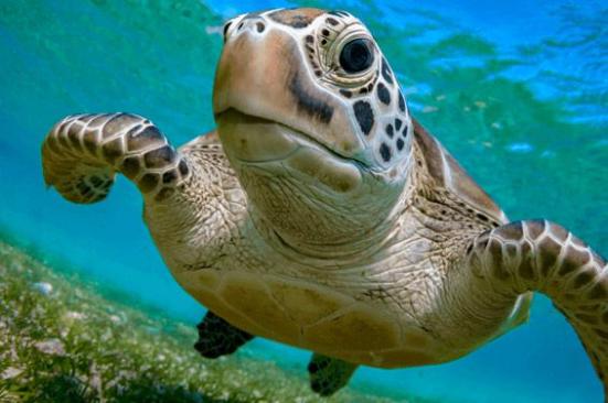 Comprometidos con la protección de las tortugas marinas en Sucre