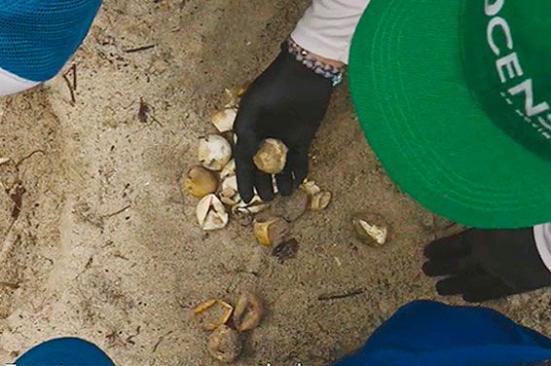 Una alianza por la conservación de las tortugas marinas en las playas de San Onofre