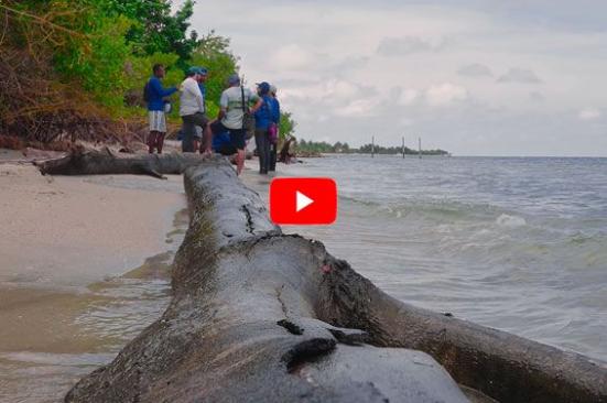 Salvando las tortugas de Rincón del Mar y Berrugas, en Sucre
