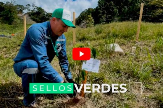 Reforestando las áreas cercanas al derecho de vía